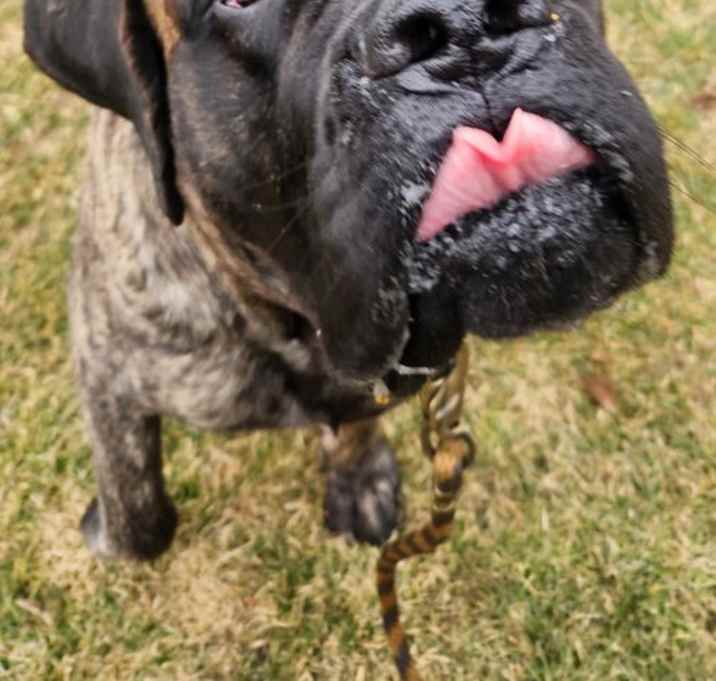 Photo of Chompers