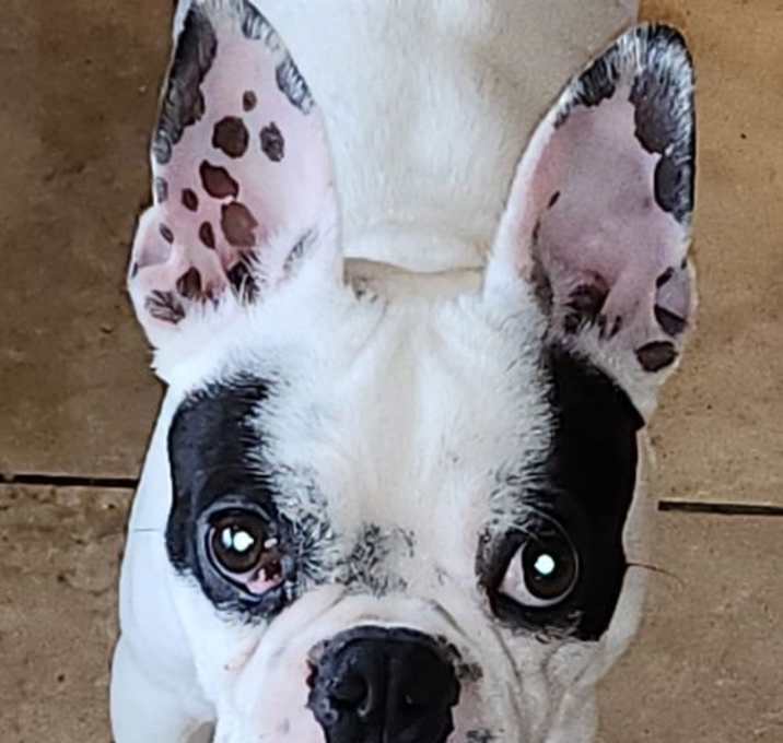 Photo of Piglet