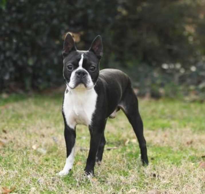 Photo of Brady