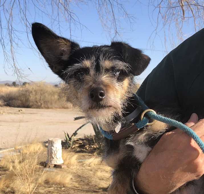 Photo of Puppy (not)