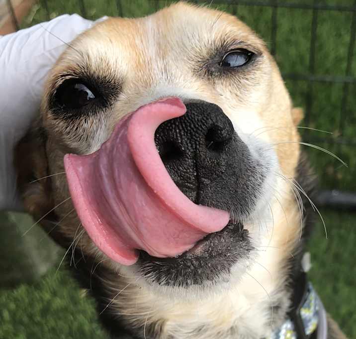 Photo of Riley