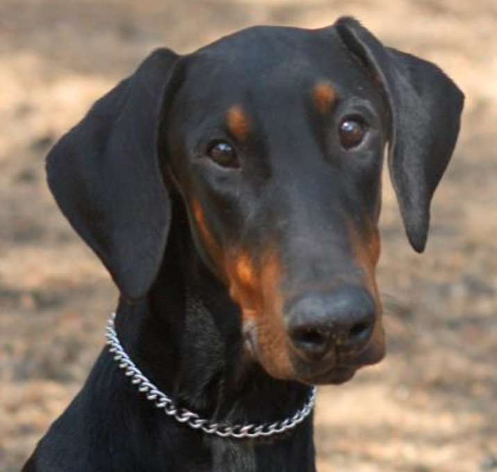 Photo of Buster