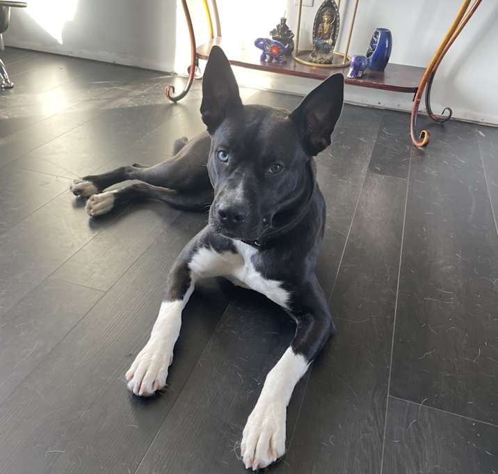 Photo of Luna