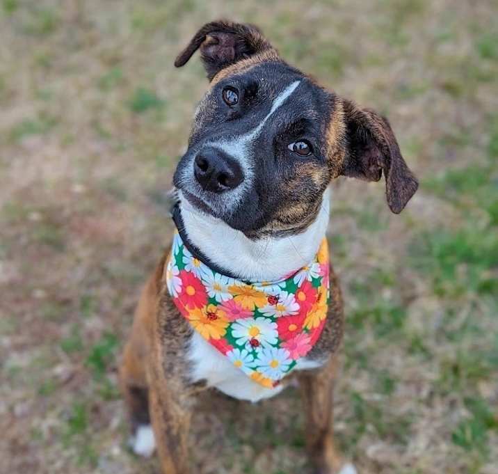 Photo of Bug