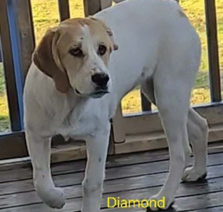 Photo of Diamond