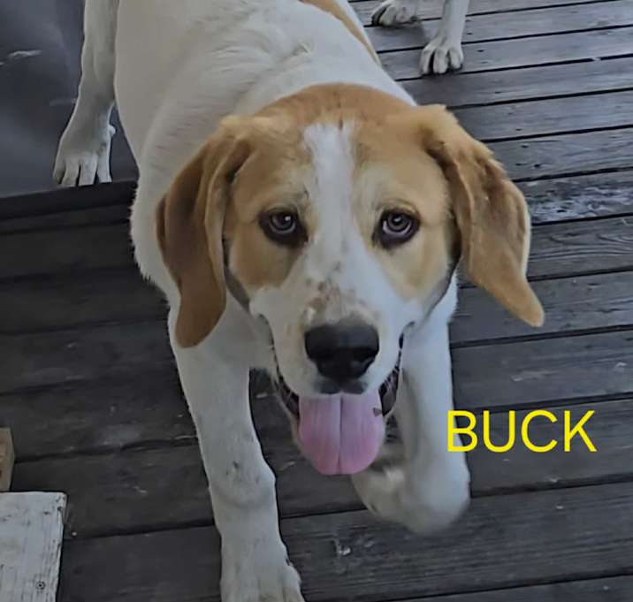 Photo of Buck