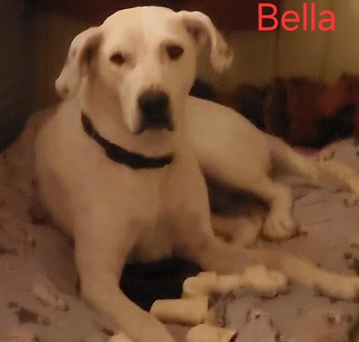 Photo of Bella