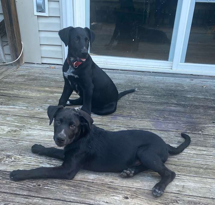 Photo of Milo and Caesar