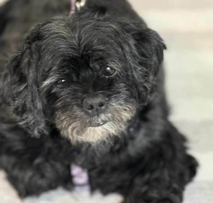 Photo of Willow