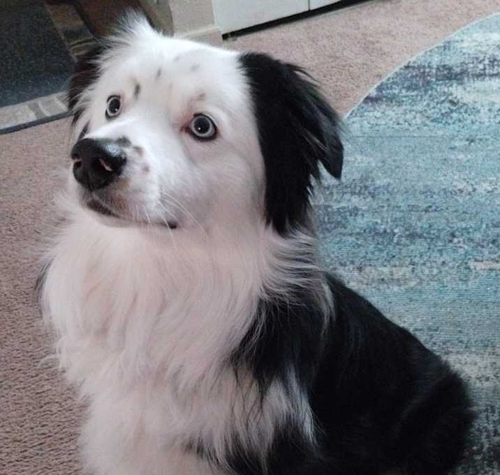 Photo of Hi I'm Max please consider adopting me!!