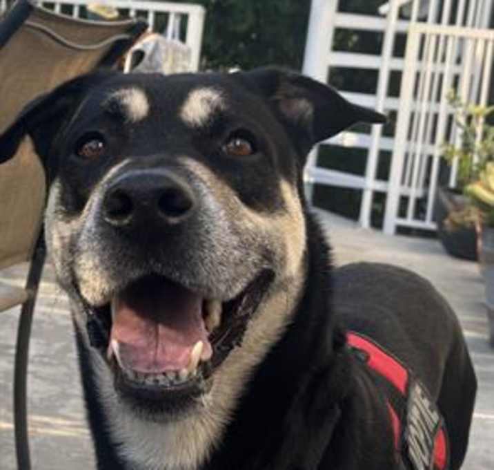 Photo of BRUNO