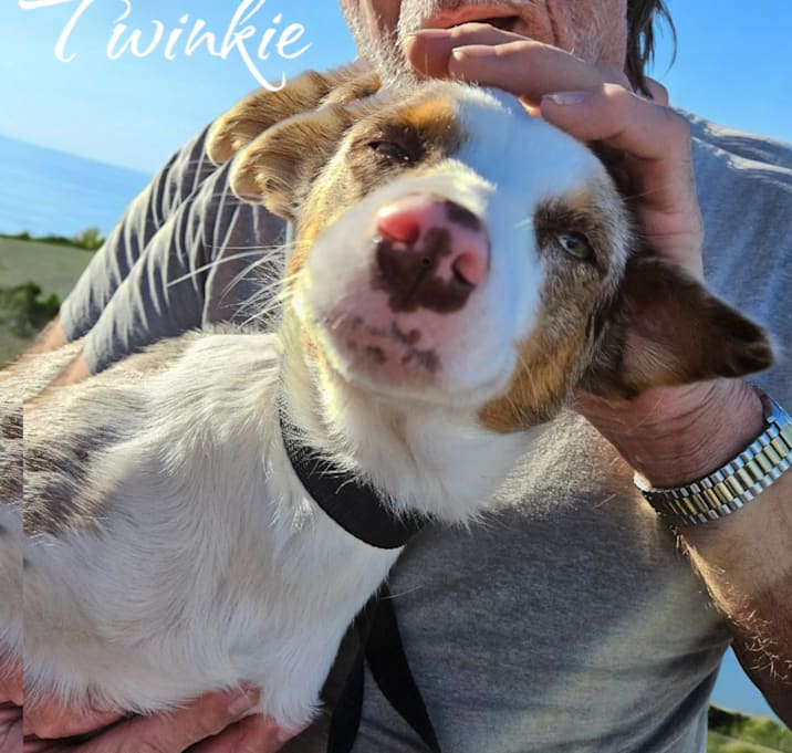 Photo of Twinkie