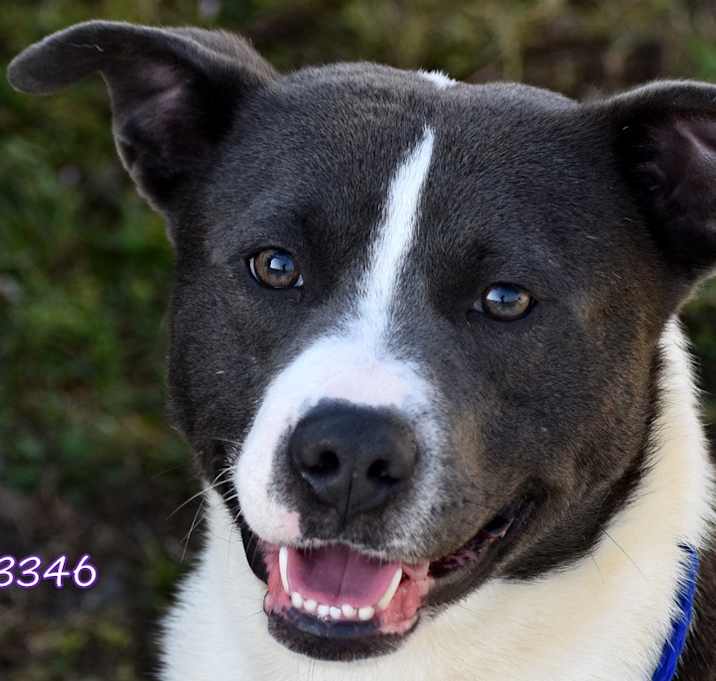 Photo of Rascal