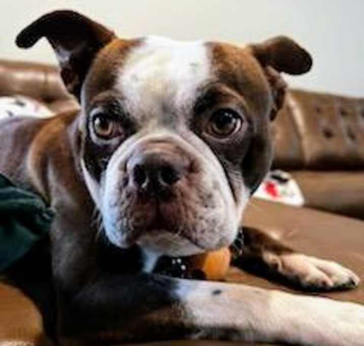 Photo of Petey