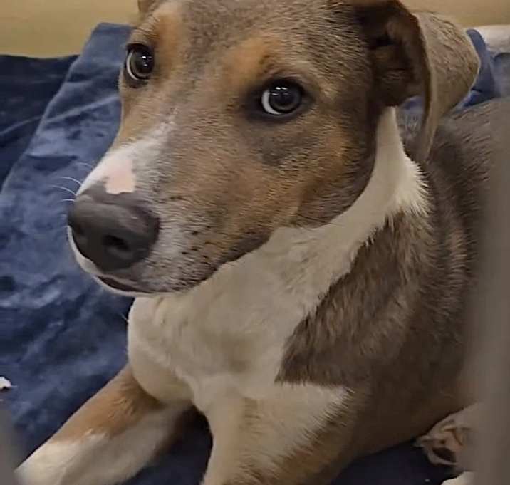 Photo of URGENT! SHELTER IS FULL