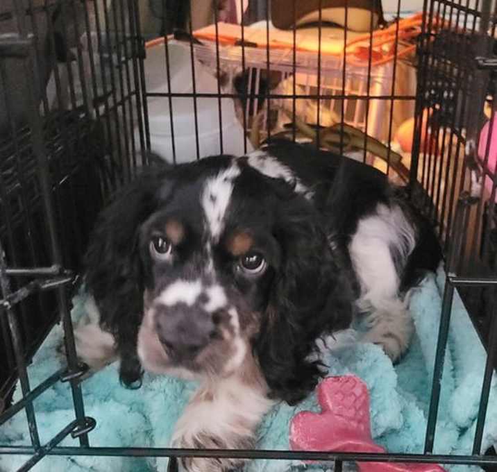 Photo of Grant PENDING ADOPTION