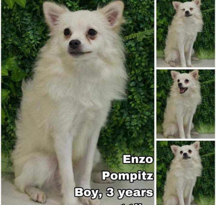 Photo of Enzo from Korea