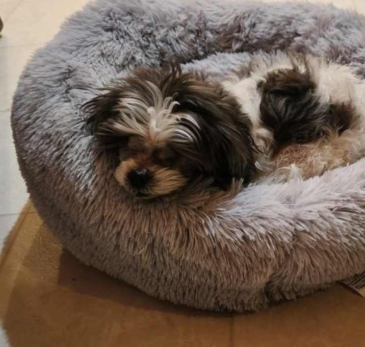 Photo of Ruby
