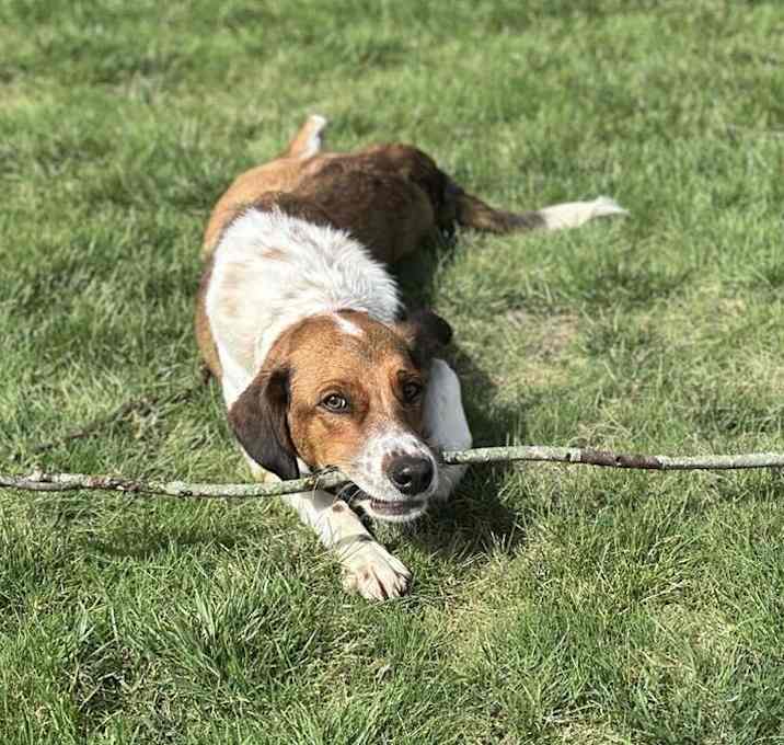 Photo of Available for Adoption - Atlas (located in USA)