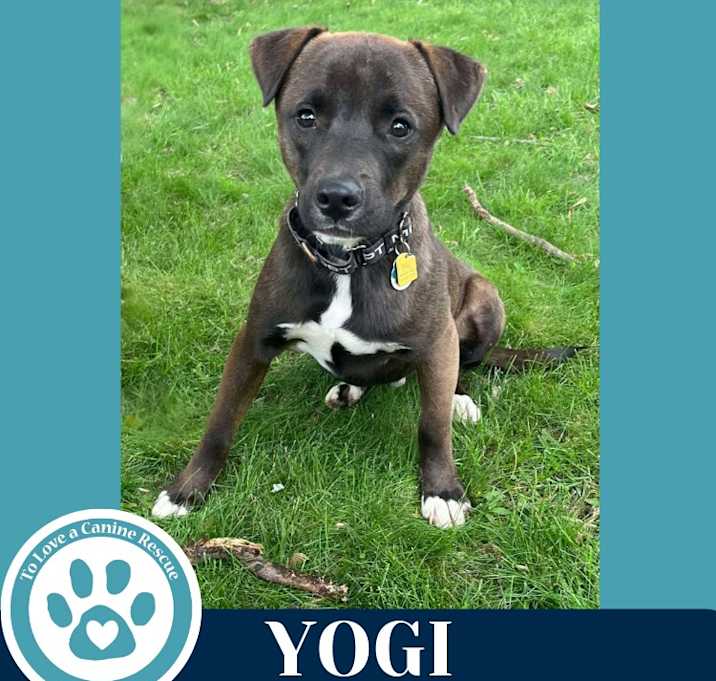 Photo of Yogi 030825