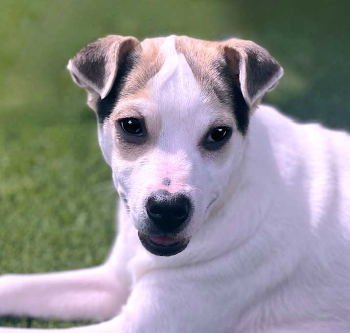 Photo of Titus