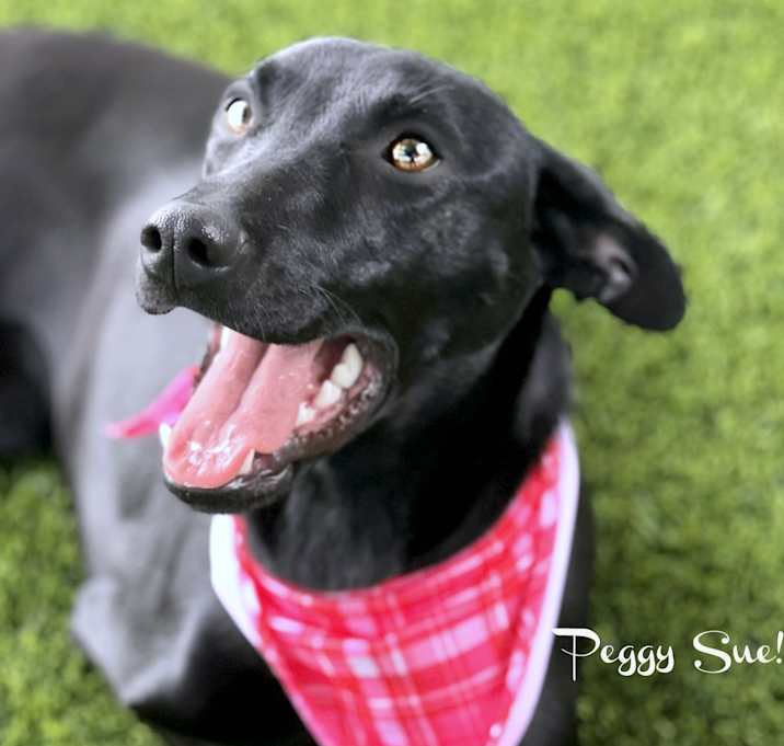 Photo of Peggy Sue