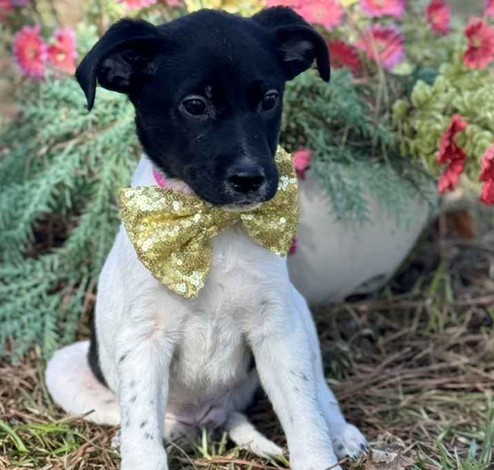 Photo of PEPPERS