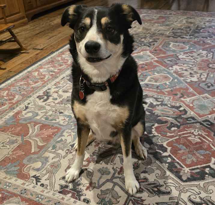 Photo of Izzy