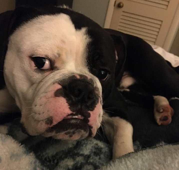 Photo of Ace