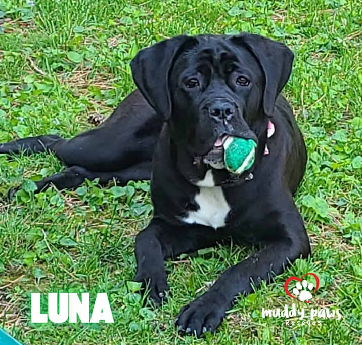 Photo of Luna (Courtesy Post)