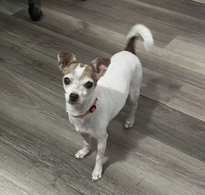 Photo of Cupcake
