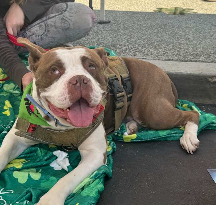 Photo of Lucky