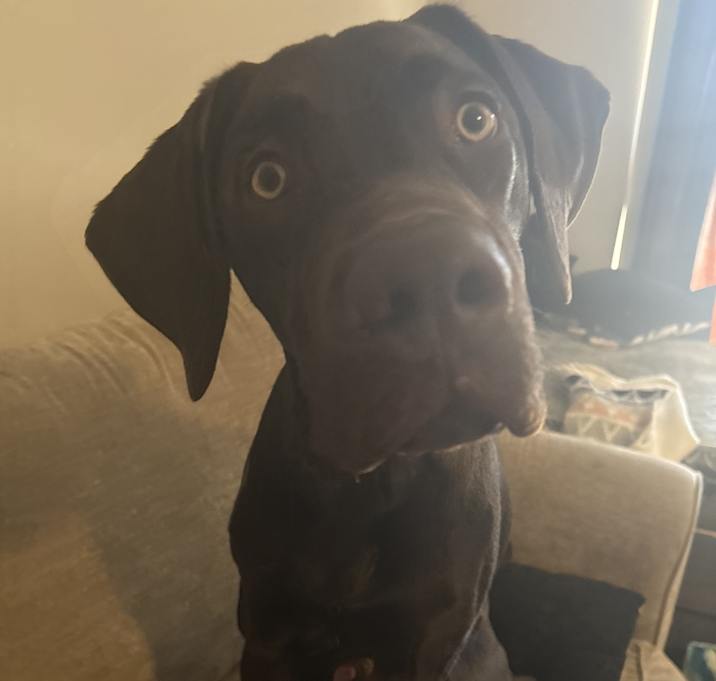 Photo of Chocolate
