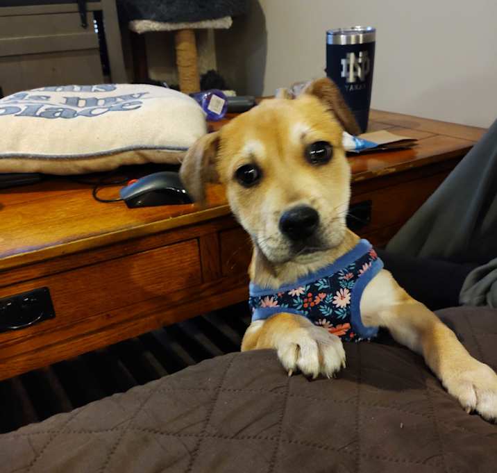 Photo of BIRDIE