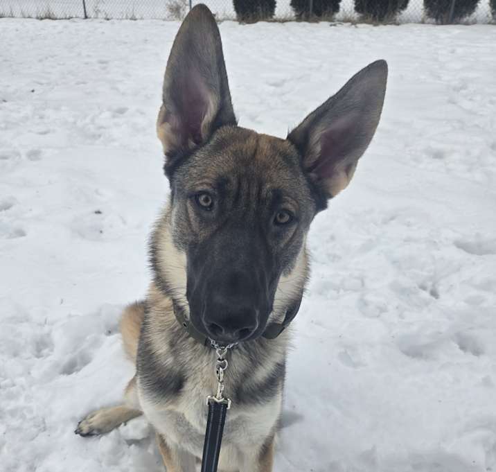 Photo of Enzo