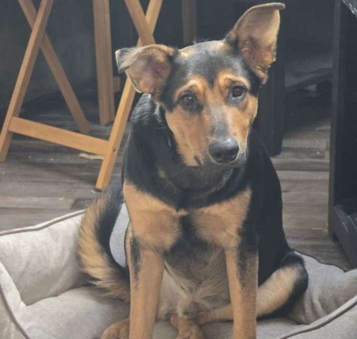 Photo of Buddy