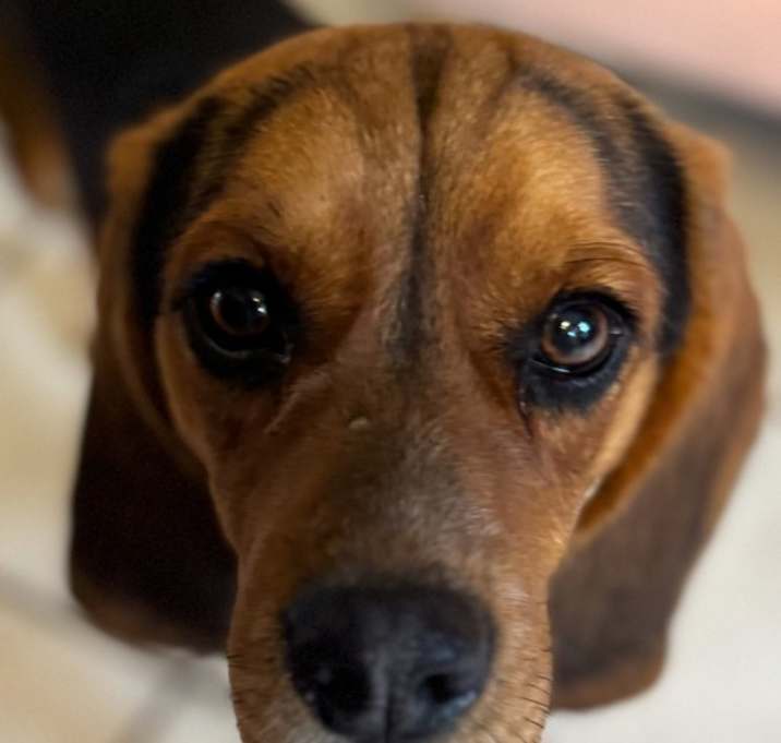 Photo of Bo