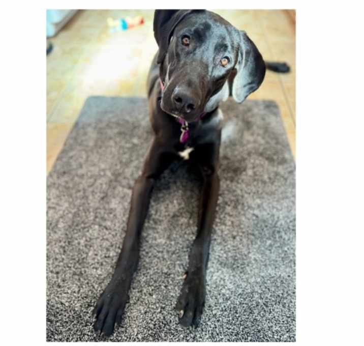 Photo of Lacey