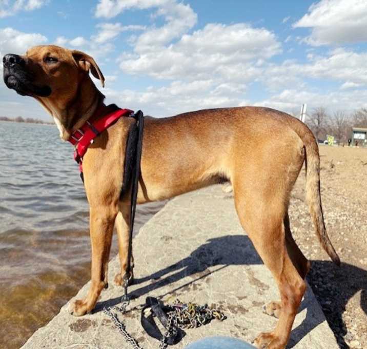 Photo of MOJO