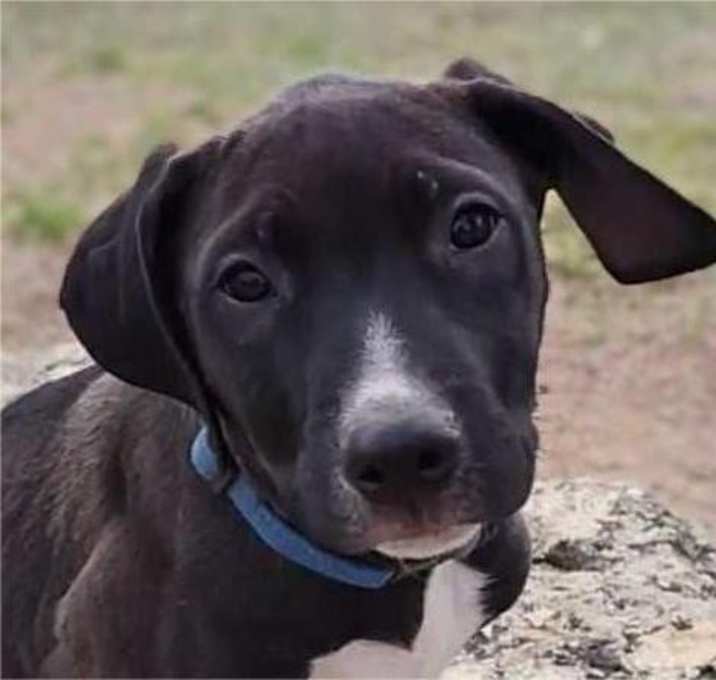 Photo of Louie