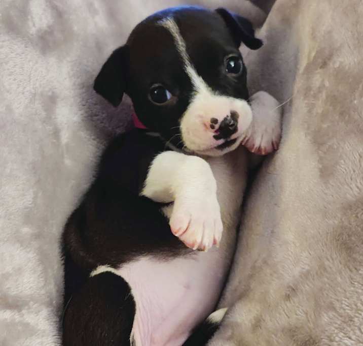 Photo of Ayla