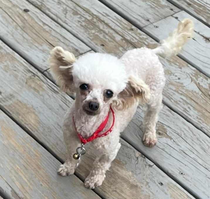 Photo of Waldo