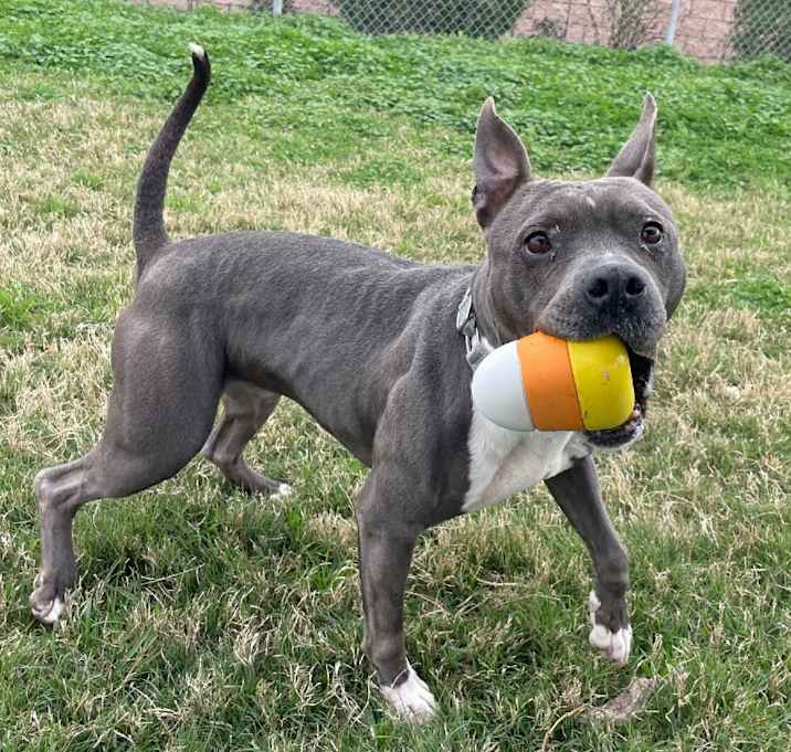 Photo of Sheba