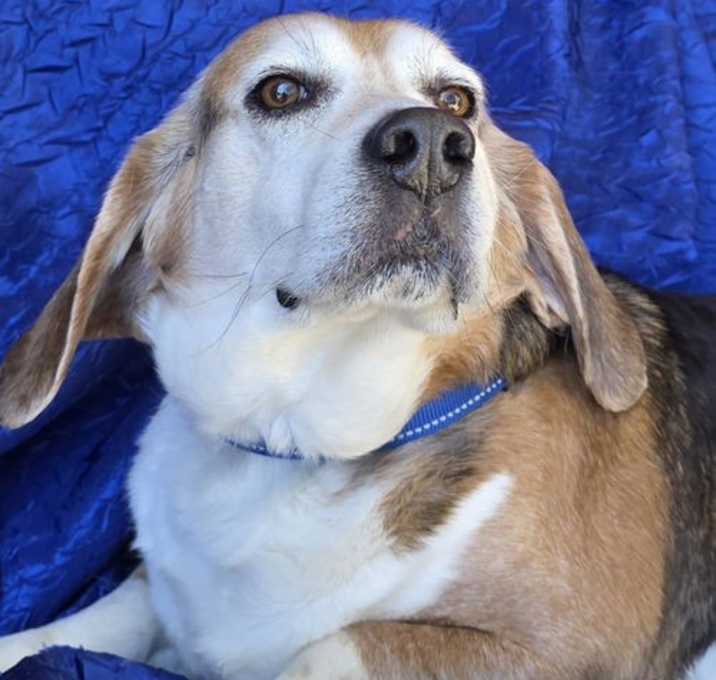 Photo of Ace The Adorable Beagle!