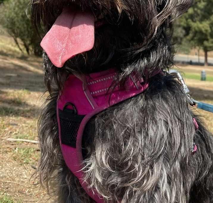 Photo of Olive