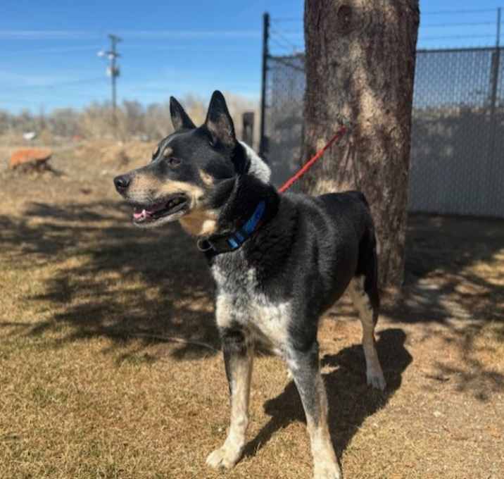Photo of Dingo