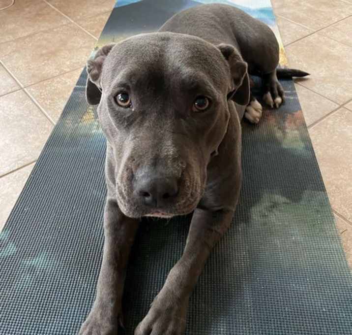 Photo of Remy