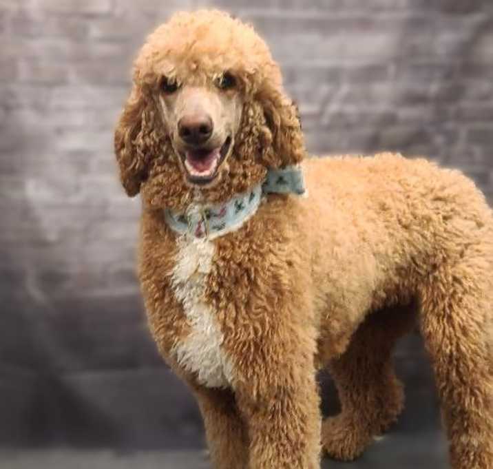 Photo of Honey