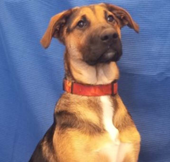 Photo of Beau