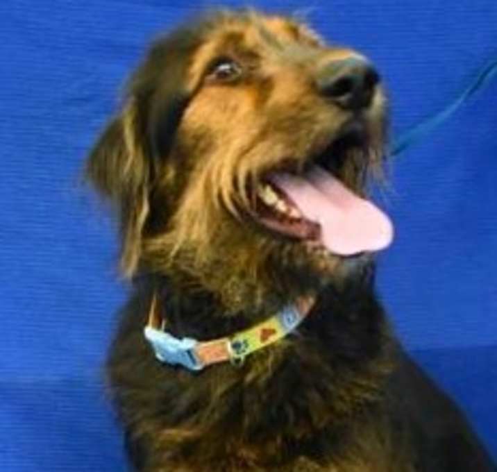 Photo of Milo